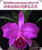 Cattleya lueddemanniana rubra